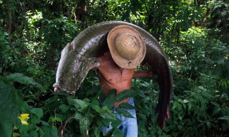A fisherman carries a large pirarucu – a giant fish of the Amazon that can sell for $1,000 each.
