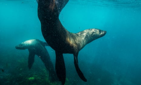 Two fur seals swimming