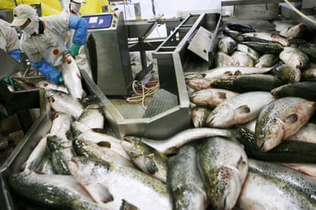 Workers handle salmon inside the Fjord Seafood Chile processing plant in Puerto Montt, Chile, on 13 July 2006.