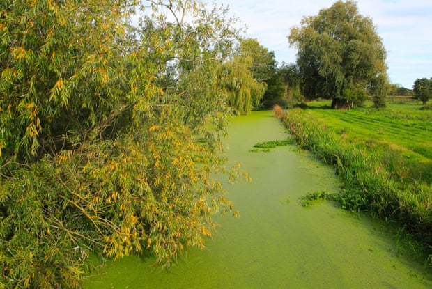 Eutrophication in a river in Suffolk