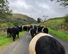 Country diary: A TB scare is still hanging over the farm | Andrea Meanwell