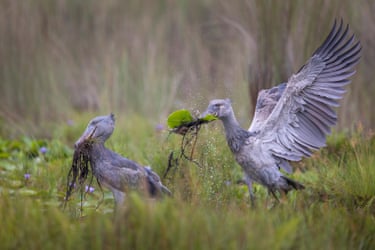 Two shoebill storks with their beaks full of vegetation, one with its wings outstretched