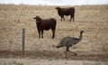 Cattle and an emu