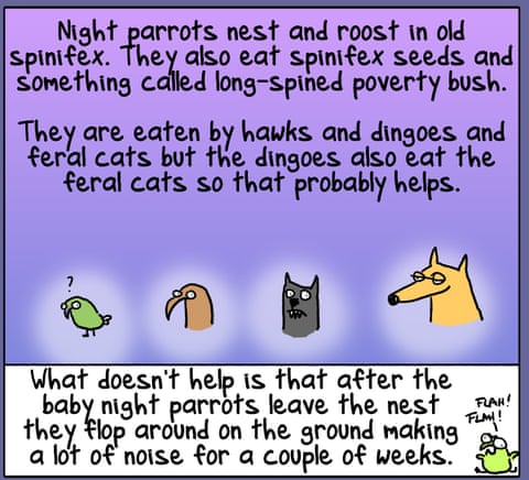 Firs Dog on the Moon cartoon: Night Parrot Redux, panel 5