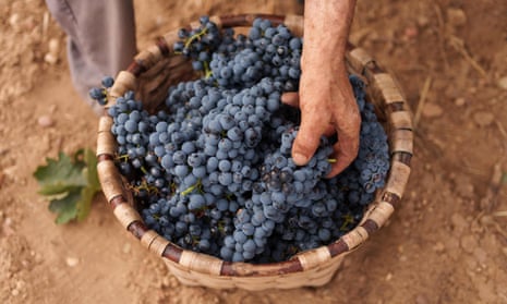 A picture taken on September 8, 2022 shows a basket with freshly harvested grapes from the "Tinto Figuero" Bodega in La Horra, in Ribera del Duero region, near Burgos. - The summer of 2022 has been the hottest in history and this has caused the harvest to be brought forward in some areas of Spain.