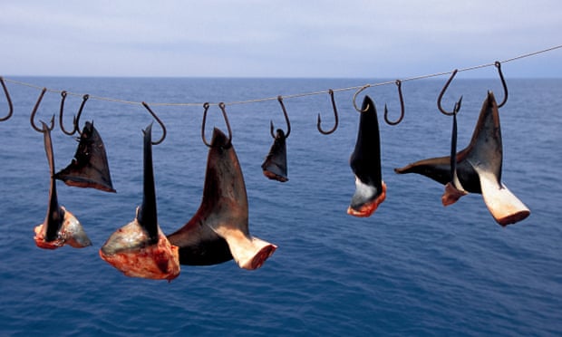 A shark finning camp in Mexico.
