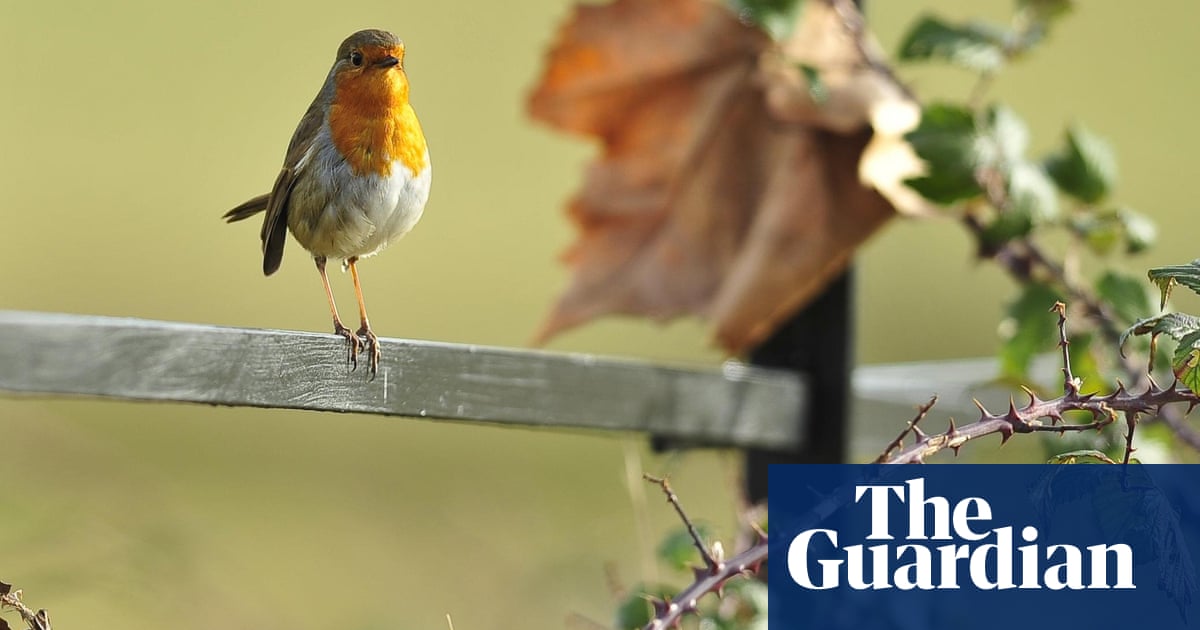Bird and birdsong encounters improve mental health study finds