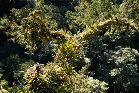 An orchid grows along the branches of a conifer