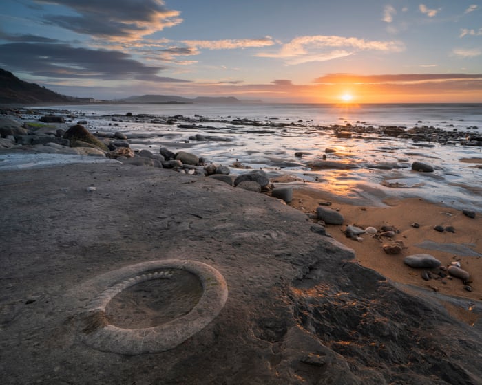 Block export of ‘national treasure’ UK fossils, says MP