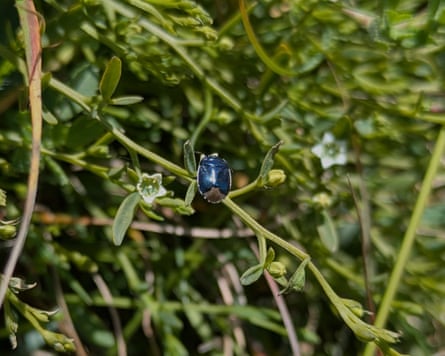A down shieldbug on bastard-toadflax