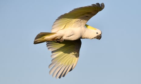 Sulphur-crested cockatoo in flight