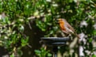 Birds join chorus of approval as wildlife thrives in a quieter world