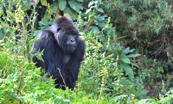 A gorilla in Rwanda