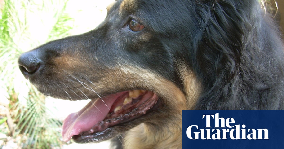 Домашният любимец, който никога няма да забравя: Маргарет Чо за кучето Ралф, „наистина любовта на живота ми“