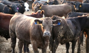 Beef cattle in the United States