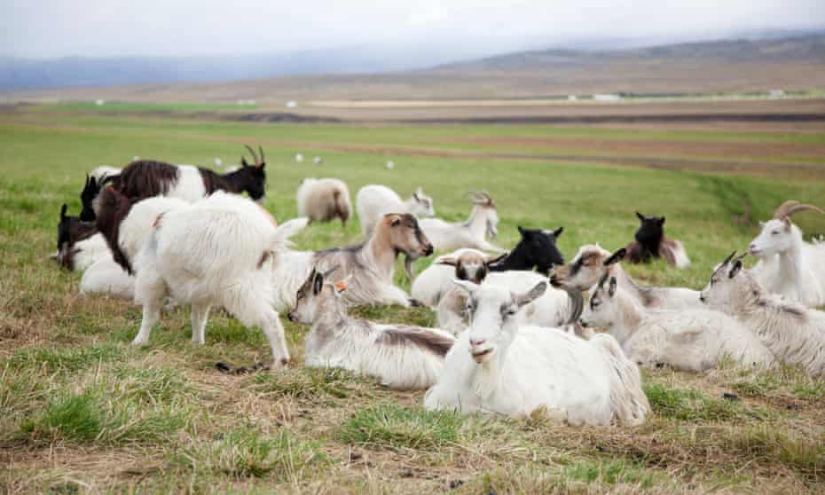 Icelandic goats