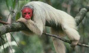 English Language Essay A Bald Uakari Monkey Cacajao Calvus In The Flooded Forest Of The Amazon In Topics English Essay also Animal Testing Essay Thesis Could We Set Aside Half The Earth For Nature Environment The Healthy Foods Essay
