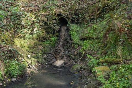 Raw sewage escaping into a river in Carmarthenshire in Wales