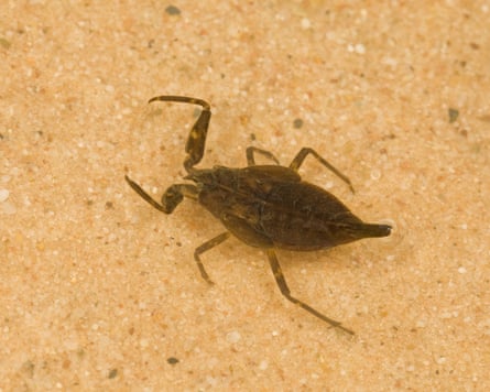 A young water scorpion (Nepa cinerea) in shallow water, Norfolk.
