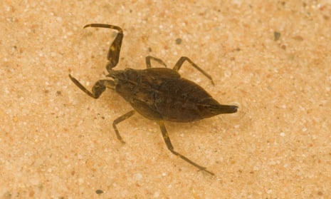 Immature water scorpion (Nepa cinerea) in shallow water, Norfolk