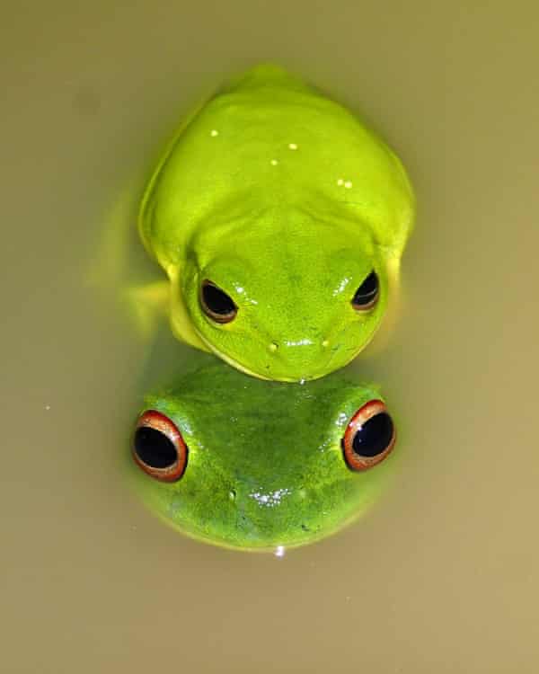 Australian green tree frog