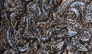 Week-old Burmese pythons in an enclosure at the Alipore Zoological garden in Kolkata