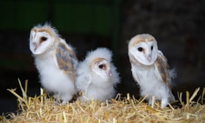 In 2014, a licence was issued to ‘kill, injure or take’ four barn owls to ‘preserve public safety’.
