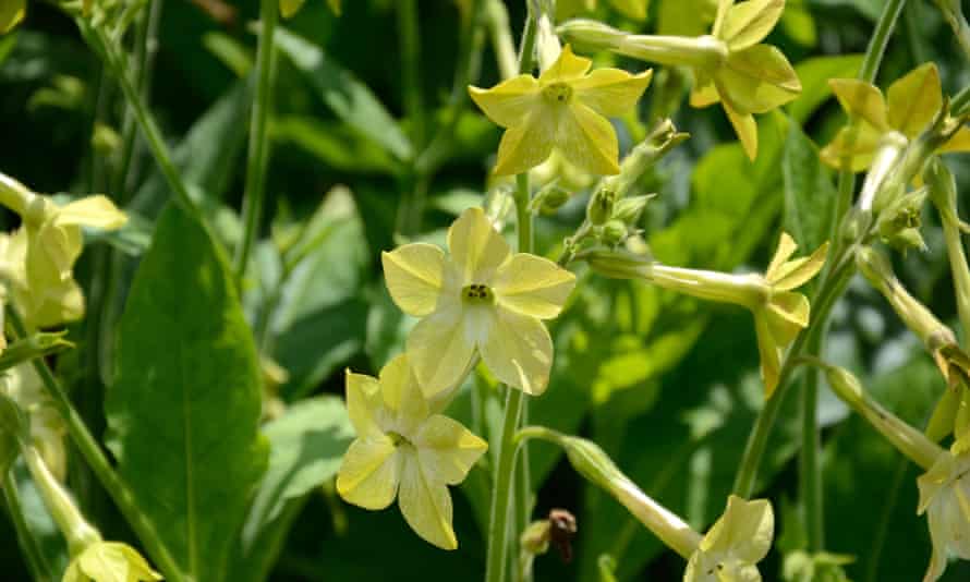 Nicotiana Lime Green