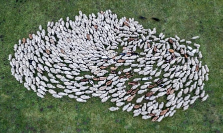 Sheep and goats on a meadow in southern Germany.