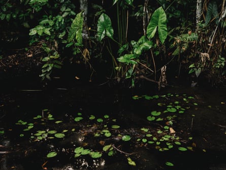 Cidades flutuantes de troncos: poderão os “pulmões de África” sobreviver à sua exploração?