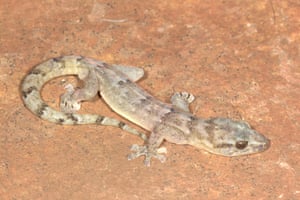 A Blyde rondavel flat gecko, a type of lizard that previously hadn’t been recorded since it was discovered in 1991, is photographed in the Blyde River Canyon in South Africa
