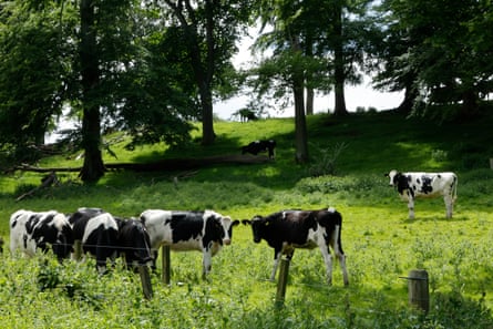 Black and white cattle in a hilly field in the sunshine. There are trees in the background. Several of the cattle, including one which looks like a young bullock, are looking towards the camera.