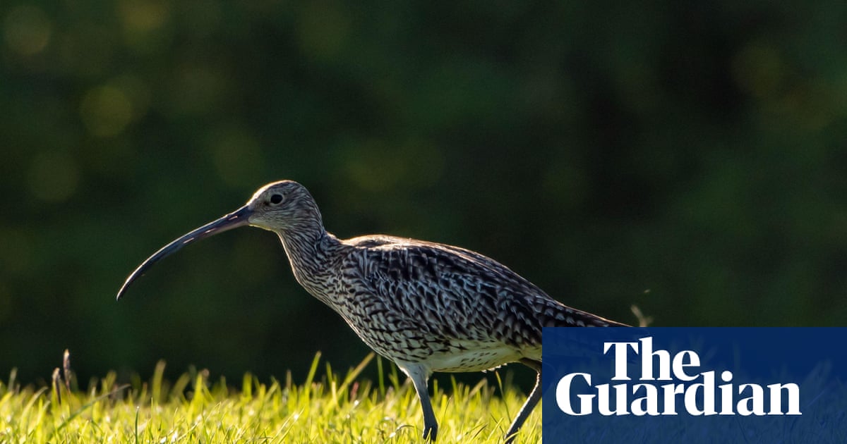 ‘A last resort’: is culling foxes the only way to save Britain’s vanishing curlews?