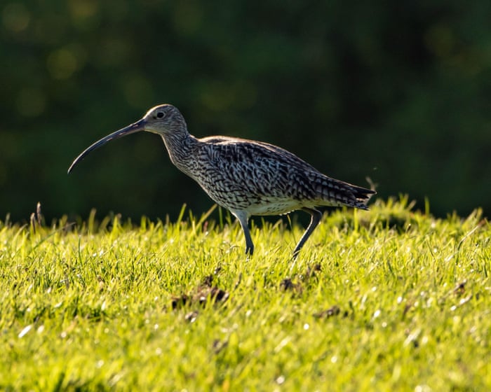 ‘A last resort’: is culling foxes the only way to save Britain’s vanishing curlews?