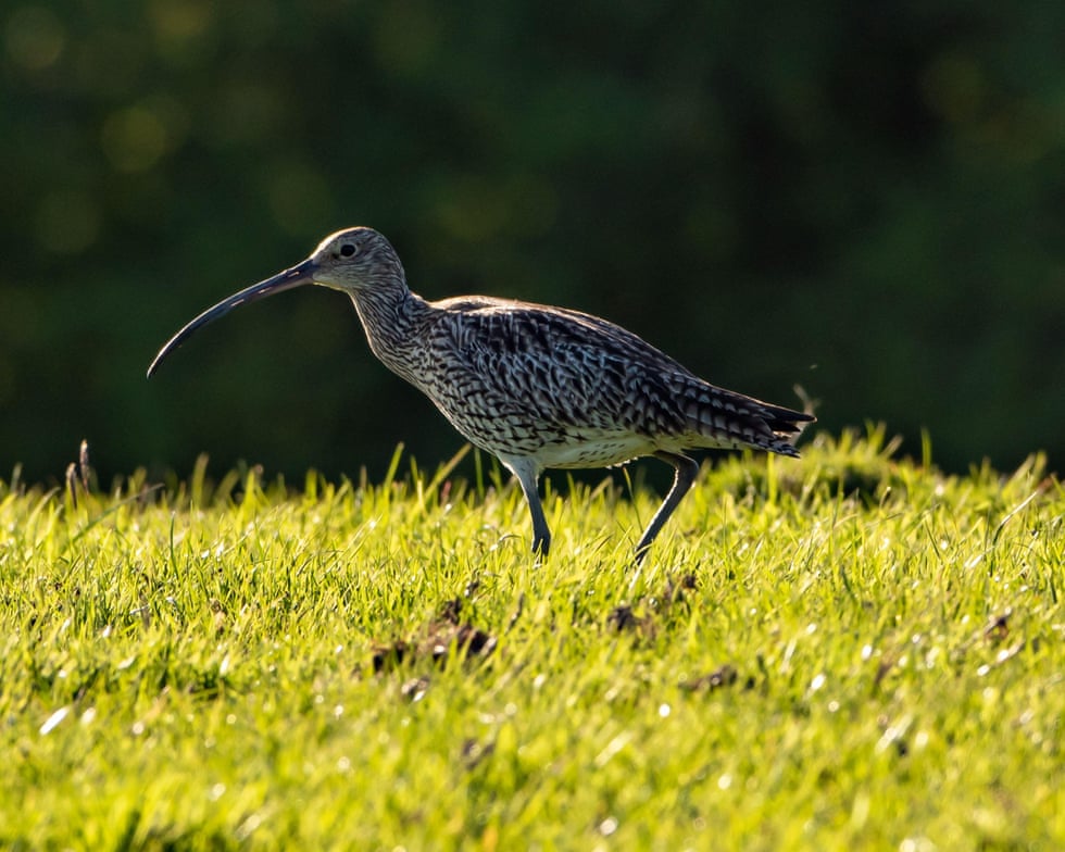 ‘A last resort’: is culling foxes the only way to save Britain’s vanishing curlews? ‘A last resort’: is culling foxes the only way to save Britain’s vanishing curlews?