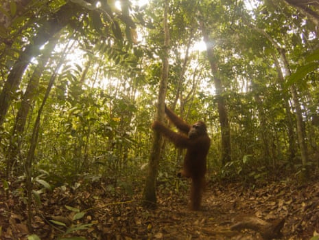 Borneo orangutan conservation project