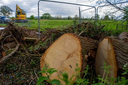 An oak tree felled by HS2 within the compound in Aylesbury, Buckinghamshire in 2021.