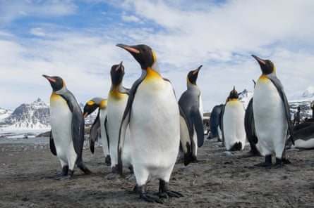 A group of king penguins on South Georgia Island.