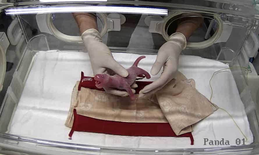 One of the newborn twin cubs delivered by giant panda Shin Shin at Tokyo’s Ueno Zoological Park