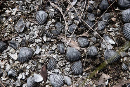 An acient Indigenous shell midden on Middle Arm.