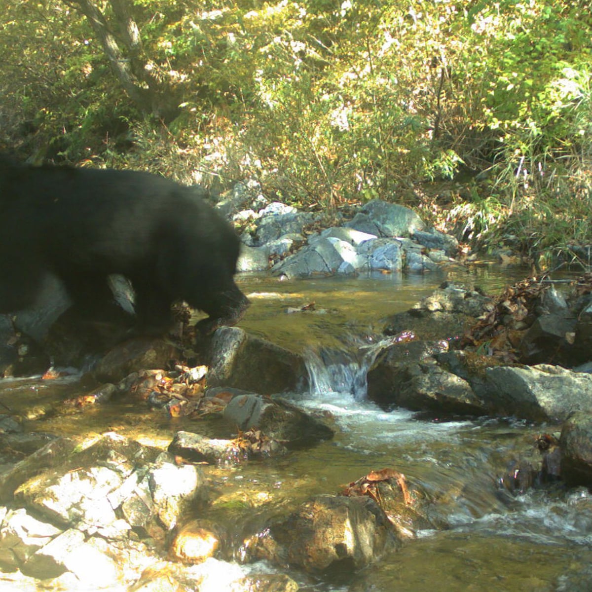 Rare Black Bear Seen In No Go Zone Between North And South Korea