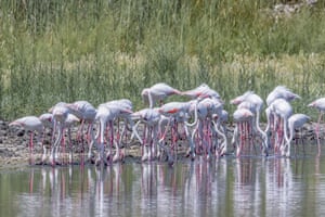 Córdoba, EspanhaFlamingos descansam em laguna. As lagoas de Córdoba são afetadas pela seca e seus níveis de água são os mais baixos registrados desde 1996