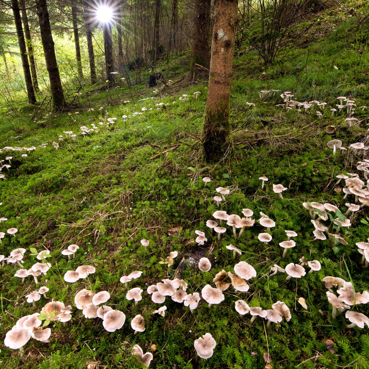 World's underground fungal life to be mapped for the first time