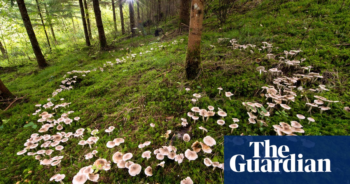 World's vast networks of underground fungi to be mapped for first time | Fungi | The Guardian