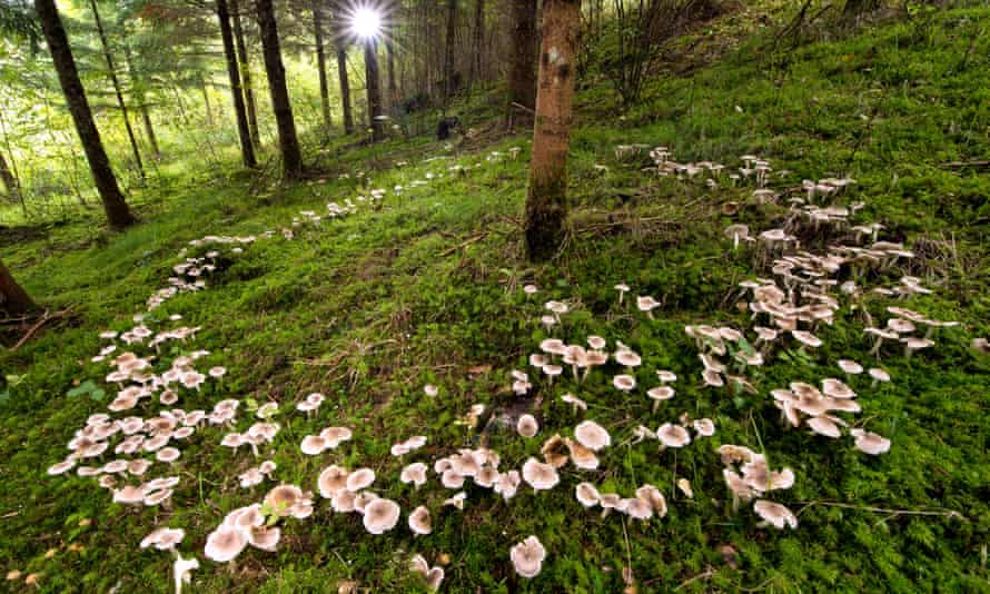 A circle of mushrooms around a tree