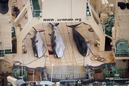 Minke whales on the deck of Japanese Ship the Nisshin Maru in the Southern Ocean in 2013.