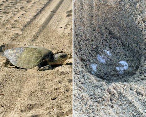 A composite image showing a turtle on the left and turtle eggs on the right.