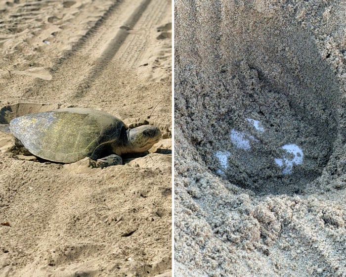 In a first, olive ridley turtles spotted nesting on California’s beaches