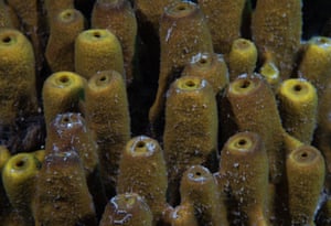 Calcareous sponges off the coast of Izmir, Turkey