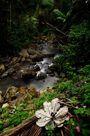 La Mina river cascades over rocks in El Yunque national forest